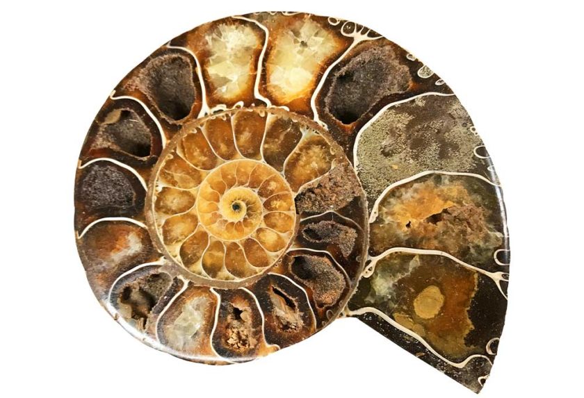 Pierre Ammonite