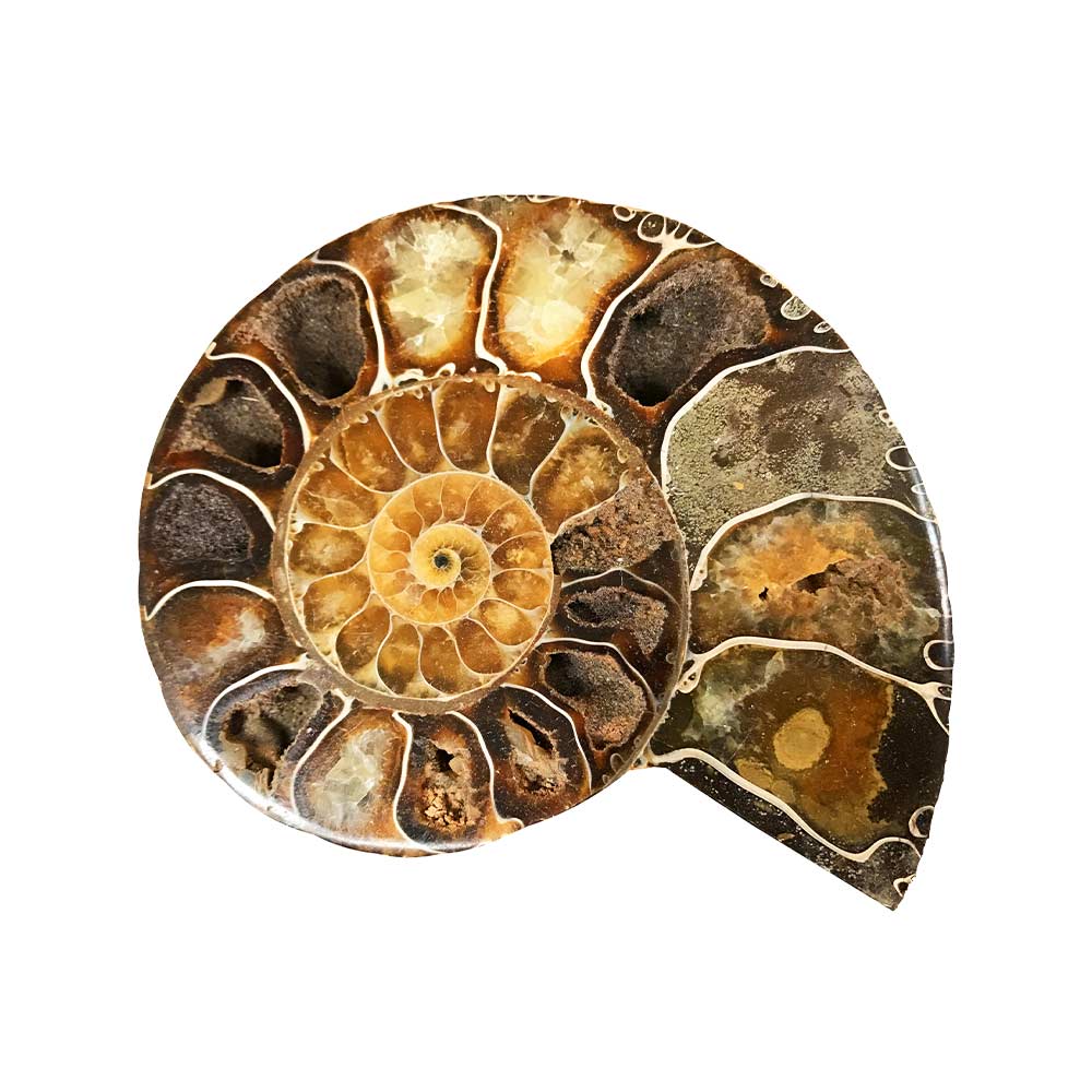 pierre ammonite caractéristiques