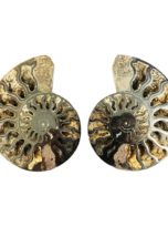 paire-ammonite-mcami10-01-1.jpg