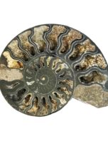 paire-ammonite-mcami10-02.jpg