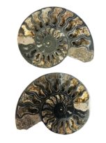 paire-ammonite-mcami10-03.jpg