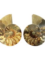 paire-ammonite-mcami14-01.jpg