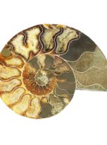 paire-ammonite-mcami14-02.jpg