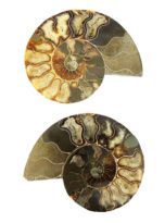 paire-ammonite-mcami14-03.jpg